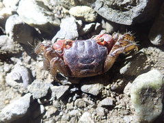 Orisarma intermedium