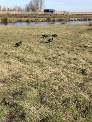 Fulica atra
