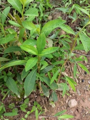 Lysimachia fortunei