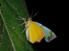 Achrosis innotata