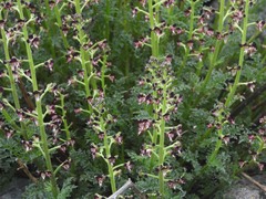 Scrophularia juratensis