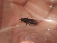 Dasylabris lugubris