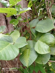 Erythrina poeppigiana