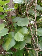 Erythrina poeppigiana