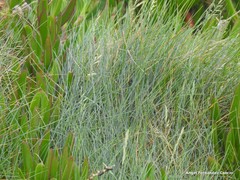 Festuca juncifolia