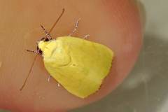 Earias luteolaria