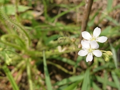 Drosera finlaysoniana