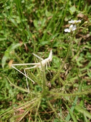 Drosera finlaysoniana