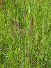 Hordeum brevisubulatum
