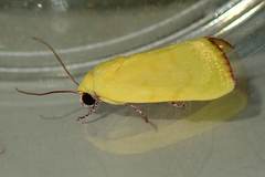 Earias luteolaria