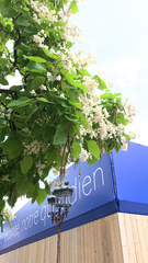 Catalpa bignonioides