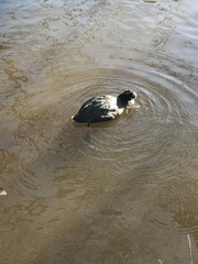Fulica atra
