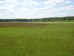 Hordeum brevisubulatum