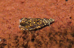 Dichrorampha leopardana