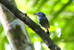Western Slaty-Antshrike photo 3
