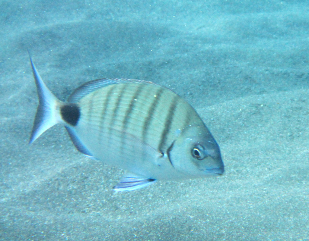 Diplodus