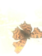 Polygonia c-album