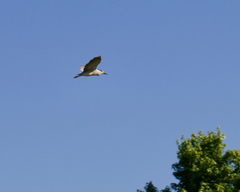 Nycticorax nycticorax