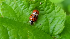 Harmonia axyridis