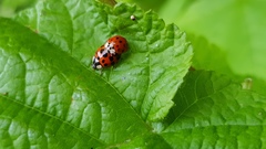 Harmonia axyridis