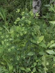 Euphorbia purpurea