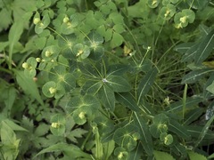 Euphorbia purpurea