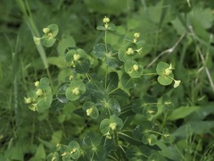 Euphorbia purpurea