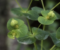 Euphorbia purpurea