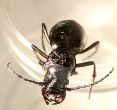 Omus californicus