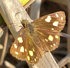 Metisella metis