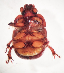 Bolboceratinae