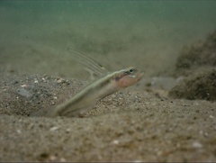 Bigmouth Shrimpgoby photo 3