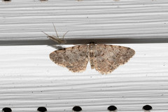 Aethalura intertexta