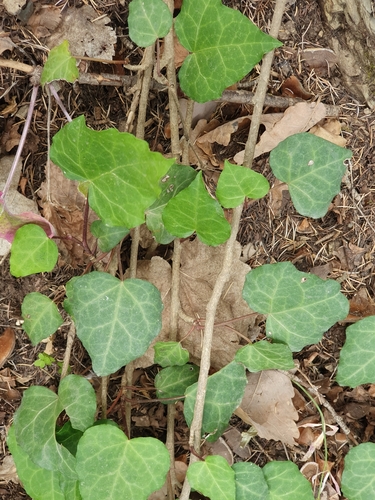 Hedera algeriensis
