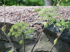 Angelica archangelica litoralis