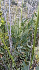 Bupleurum gibraltaricum