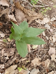 Epipactis helleborine image