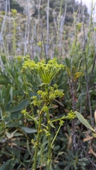 Bupleurum gibraltaricum