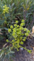 Bupleurum gibraltaricum