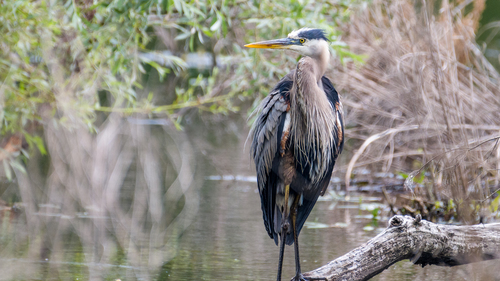 Great Blue Heron photographed in Massachusetts