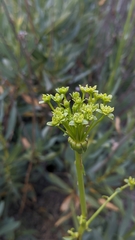 Bupleurum gibraltaricum
