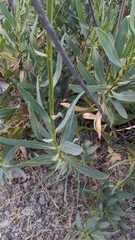 Bupleurum gibraltaricum