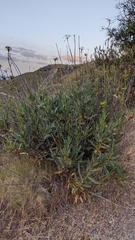 Bupleurum gibraltaricum