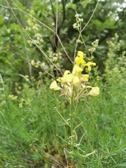 Erysimum sylvestre