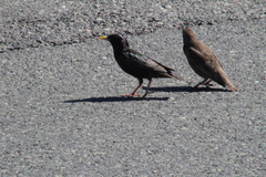 Sturnus vulgaris