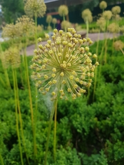 Aralia hispida