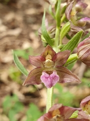 Epipactis helleborine image