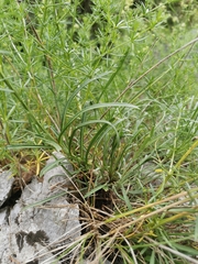 Erysimum sylvestre