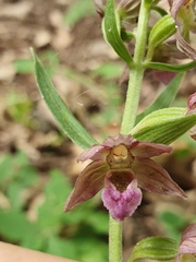 Epipactis helleborine subsp. helleborine image