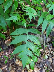 Polymnia laevigata